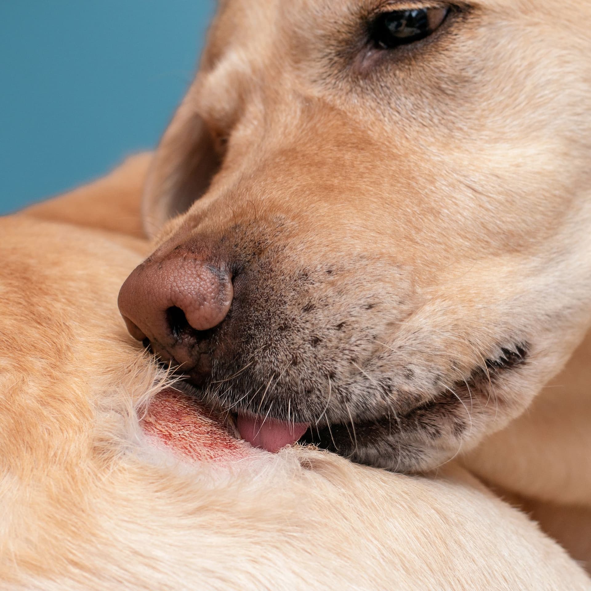 Silver-Ion technology visualization